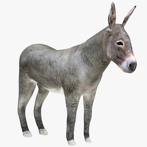 Donkey Gray