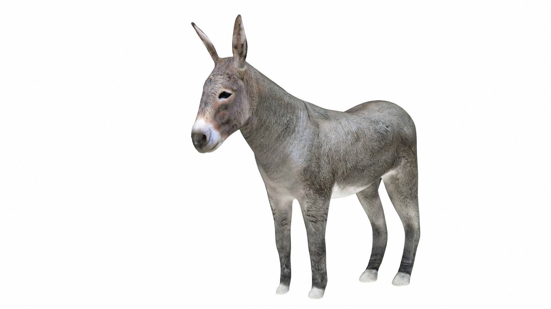 Donkey Gray 3D model https://p.turbosquid.com/ts-thumb/76/U2QXB9/ha/donkey12/jpg/1734900804/1920x1080/fit_q87/a1abd205148bc3f10e7b9745f6fe45bbbc546c73/donkey12.jpg