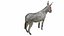 Donkey Gray