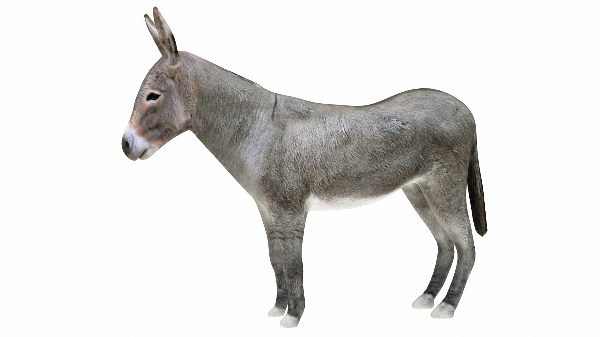 Donkey Gray 3D model https://p.turbosquid.com/ts-thumb/76/U2QXB9/y7/donkey13/jpg/1734900805/1920x1080/fit_q87/db745e239dfc6b9ede96d5a0c502d21772072b92/donkey13.jpg