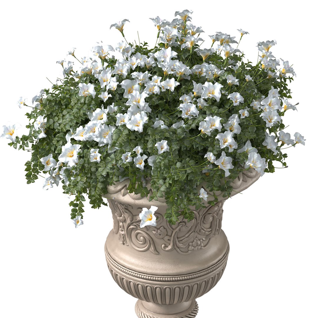3D White flowers in a classic vase for decorating the facade model https://p.turbosquid.com/ts-thumb/76/XFVTyp/DZ/ff1/jpg/1691924735/1920x1080/fit_q87/e091e8d108dbe62dfa60630f0a718a48d2cda6f3/ff1.jpg