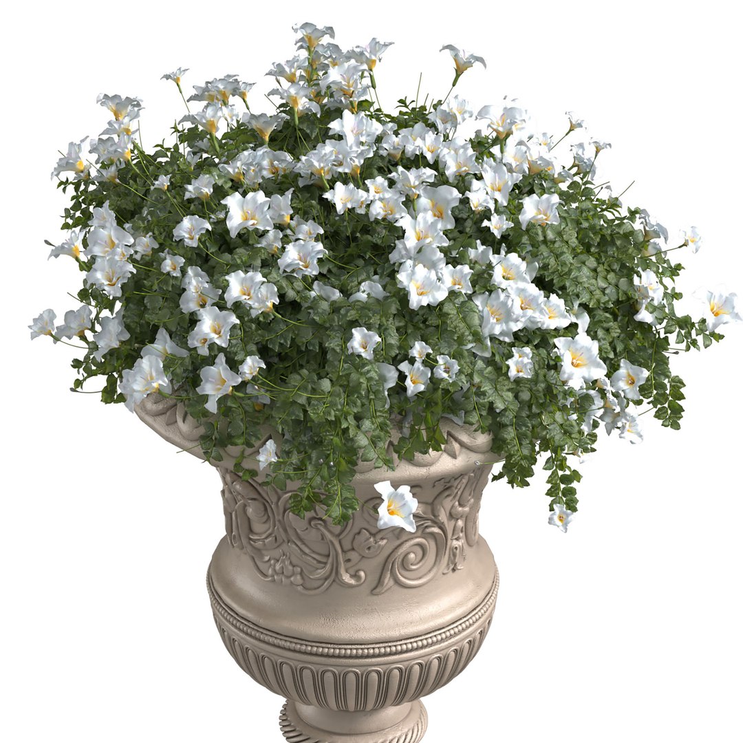 3D White flowers in a classic vase for decorating the facade model https://p.turbosquid.com/ts-thumb/76/XFVTyp/Yj/3ddd2/jpg/1691924733/1920x1080/fit_q87/5769056b9437c967b4537edcec56a9073ed4ddd1/3ddd2.jpg