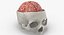 3D human skull cranial 02 model