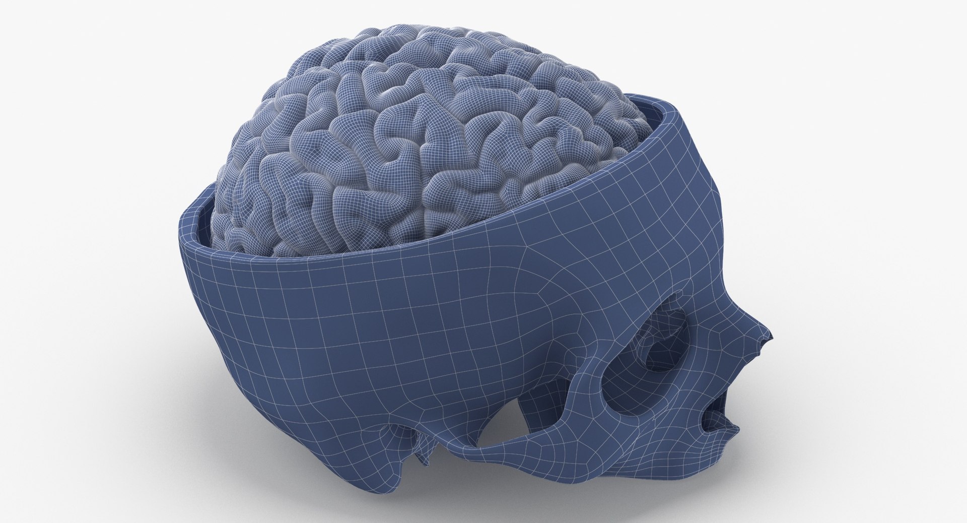 3D Human Skull Cranial 02 Model - TurboSquid 1569679