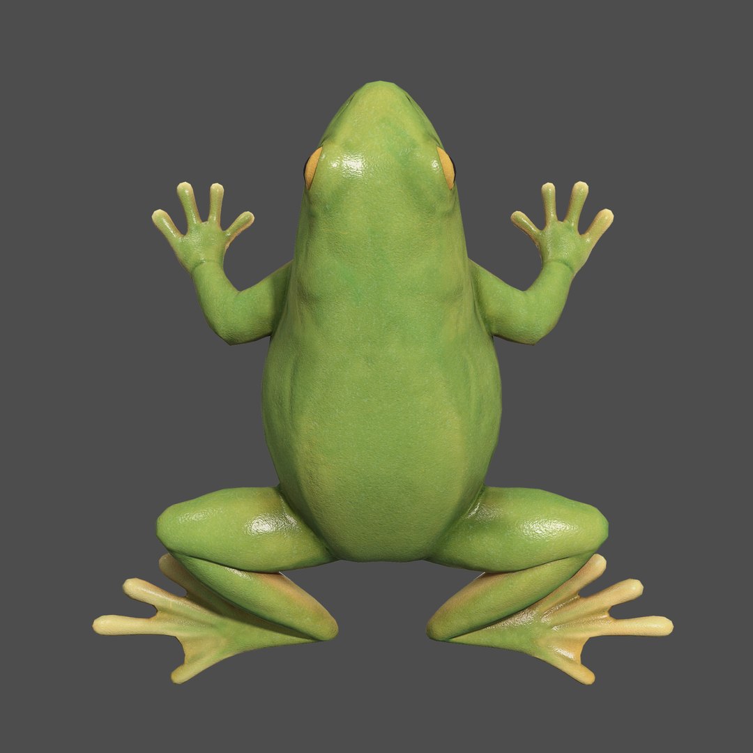 3D model modelled texturing rigging https://p.turbosquid.com/ts-thumb/76/nMBdC8/EKeuzEig/frog_03/png/1585982928/1920x1080/fit_q87/bc491217b4549e784032f9cf246bb0c34ae85a32/frog_03.jpg