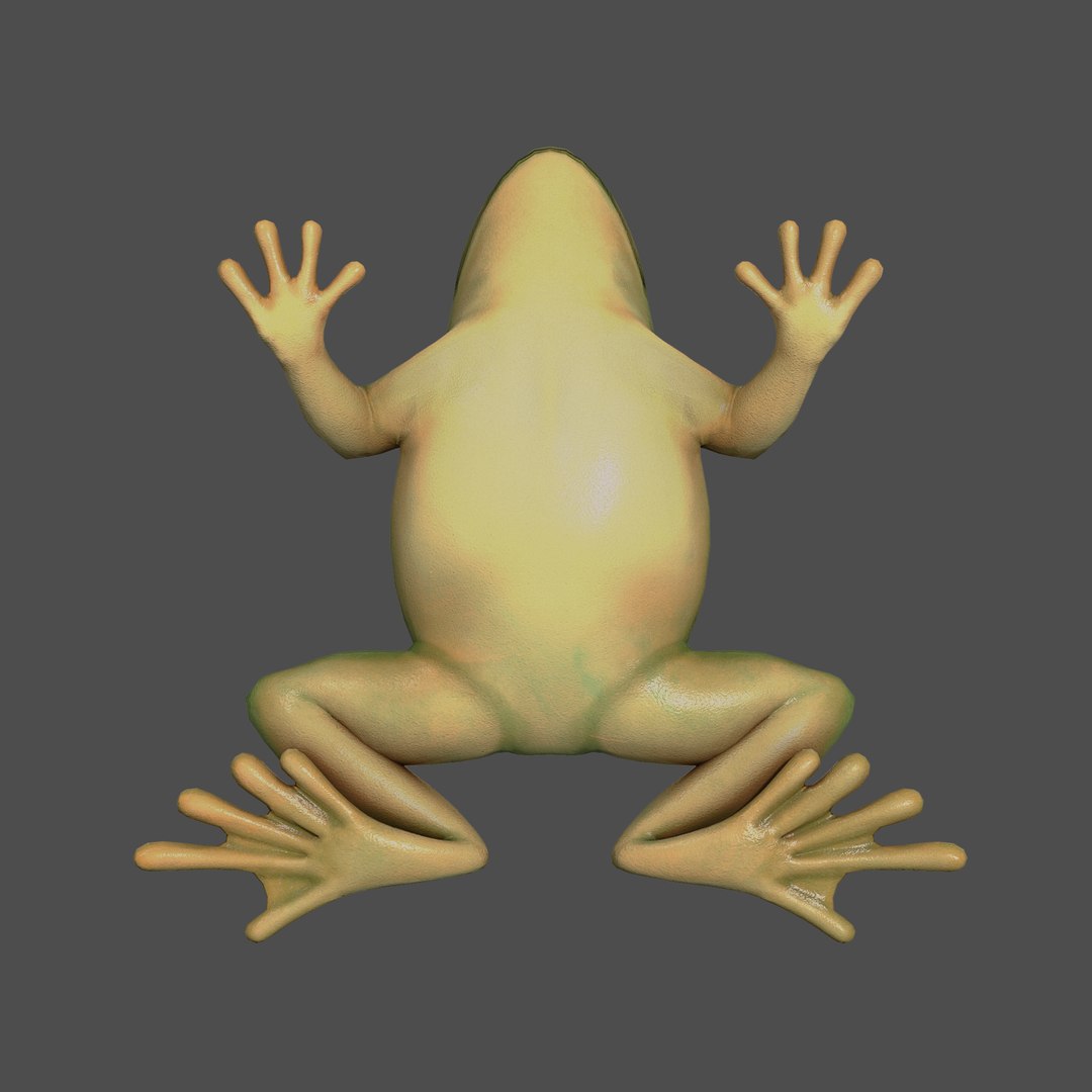 3D model modelled texturing rigging https://p.turbosquid.com/ts-thumb/76/nMBdC8/GOA5f7oO/frog_02/png/1585982914/1920x1080/fit_q87/664c6aeff31e94dabebb768f3a6f7787092e4fdb/frog_02.jpg