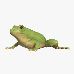 Tree frog