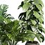 Pflanze Band 927 – Monstera – Topf – Blatt