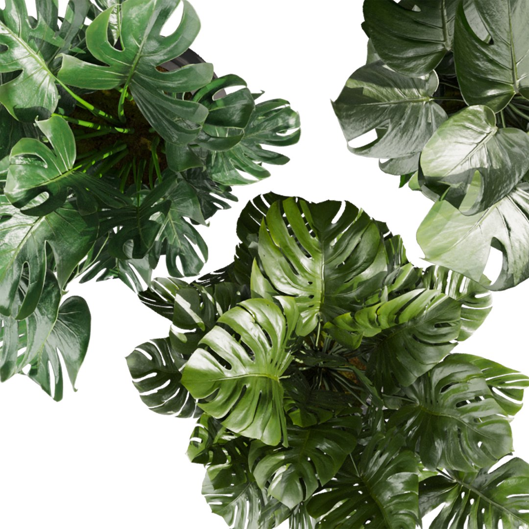 plant vol 927 - monstera - pot - leaf 3D model https://p.turbosquid.com/ts-thumb/76/tA1XRC/5A/_0004_5.jpg/jpg/1782911925/1920x1080/fit_q87/1040e18c6a27beb5ebe32a270436c7d6f34064be/_0004_5.jpg.jpg