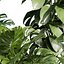 Pflanze Band 927 – Monstera – Topf – Blatt