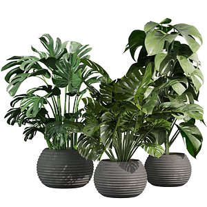plant vol 927 - monstera - pot - leaf 3D model