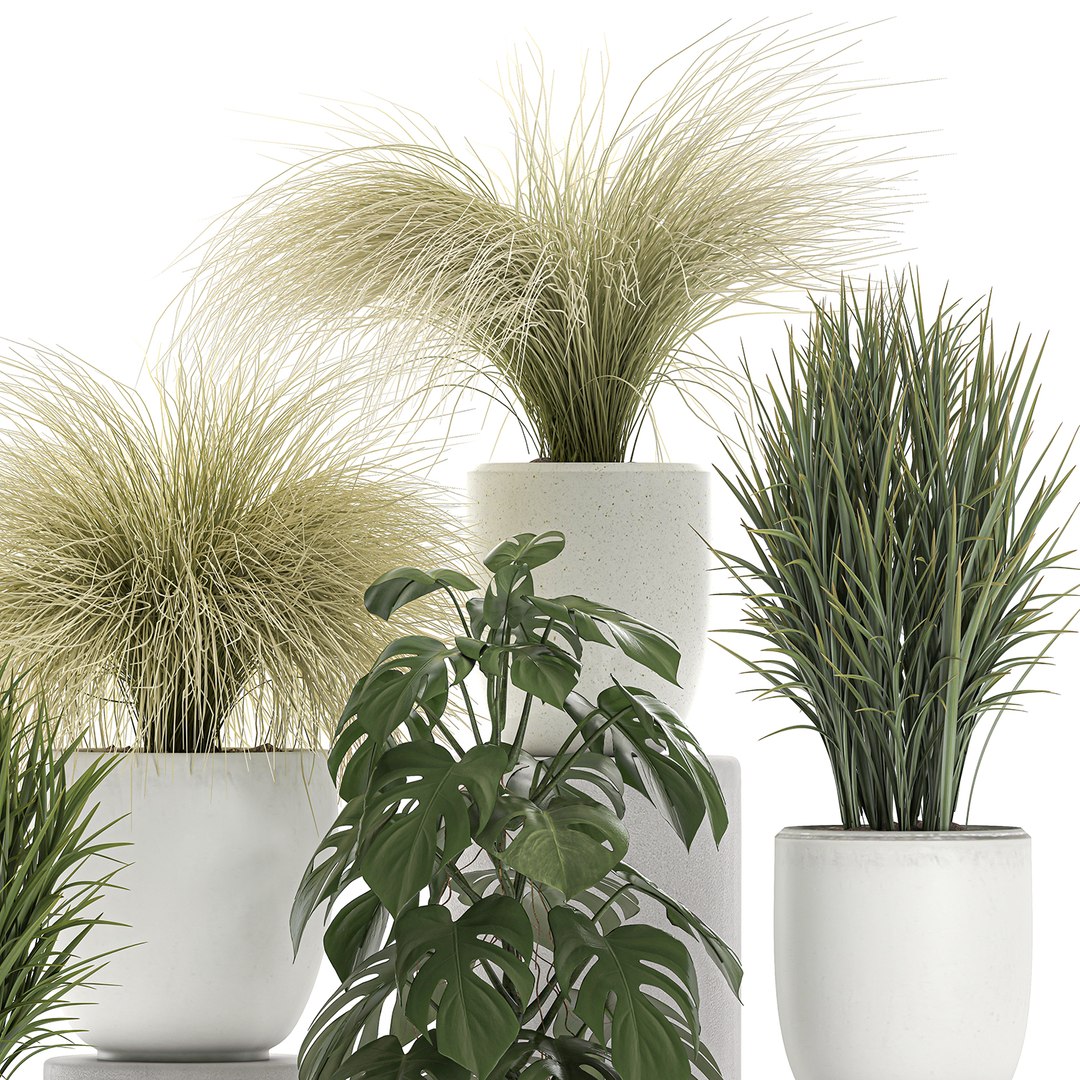 Ornamental Plants White Potted 3D Model - TurboSquid 1604805