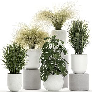 ornamental plants white potted 3D model