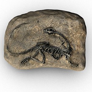 t-rex fossil 3D model