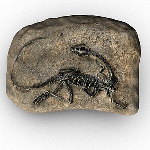 T-rex fossil