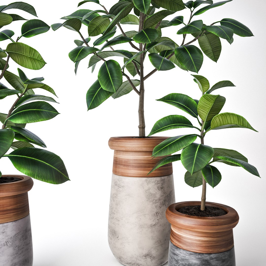 3D ficus elastica https://p.turbosquid.com/ts-thumb/77/IuV4Cj/N9qIf8jF/f2/jpg/1560168547/1920x1080/fit_q87/f39b6be3872f37c4553e1e1216d3099056d59faf/f2.jpg