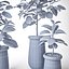 Ficus Elastica