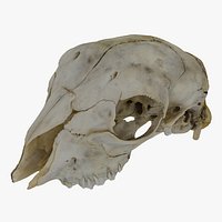 Sheep Baby (Ovis Aries) Skull 01 RAW SCAN