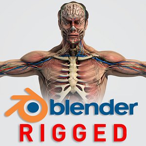 3D model rigged complete male anatomy