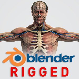 BLENDER RIGGED Complete Male Anatomy PACK