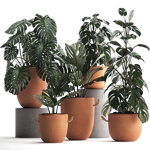 3D model monstera plants exotic
