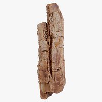 Weathered Pine Wood Pinus Big Wood 09