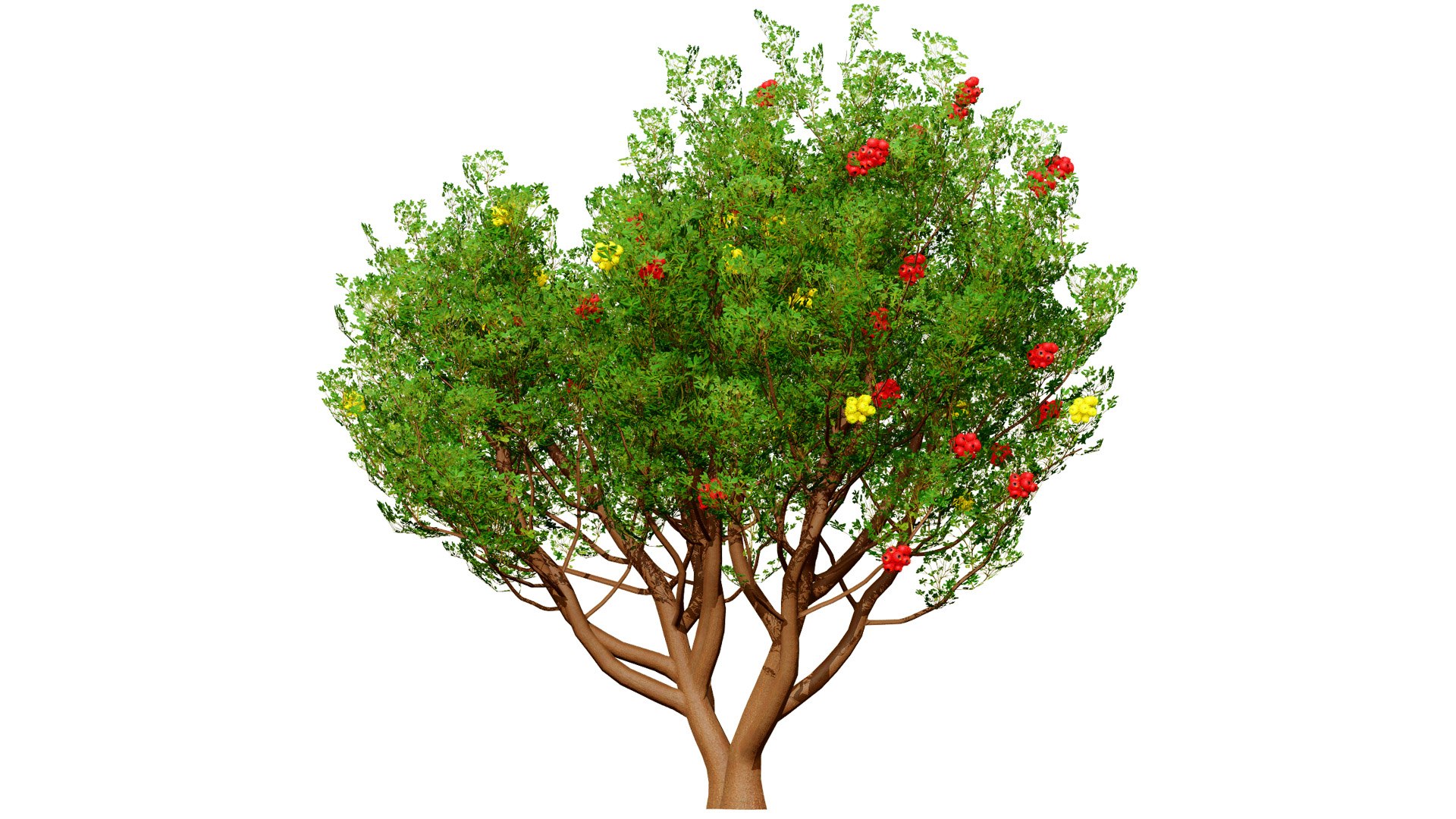 Mediterranean Flora 3D Assets model https://p.turbosquid.com/ts-thumb/78/5492rj/MW/arbutusl/jpg/1761405524/1920x1080/fit_q87/f060f1baef931e925e403db0e223673109fac579/arbutusl.jpg