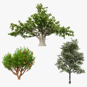 Mediterranean Flora 3D Assets model