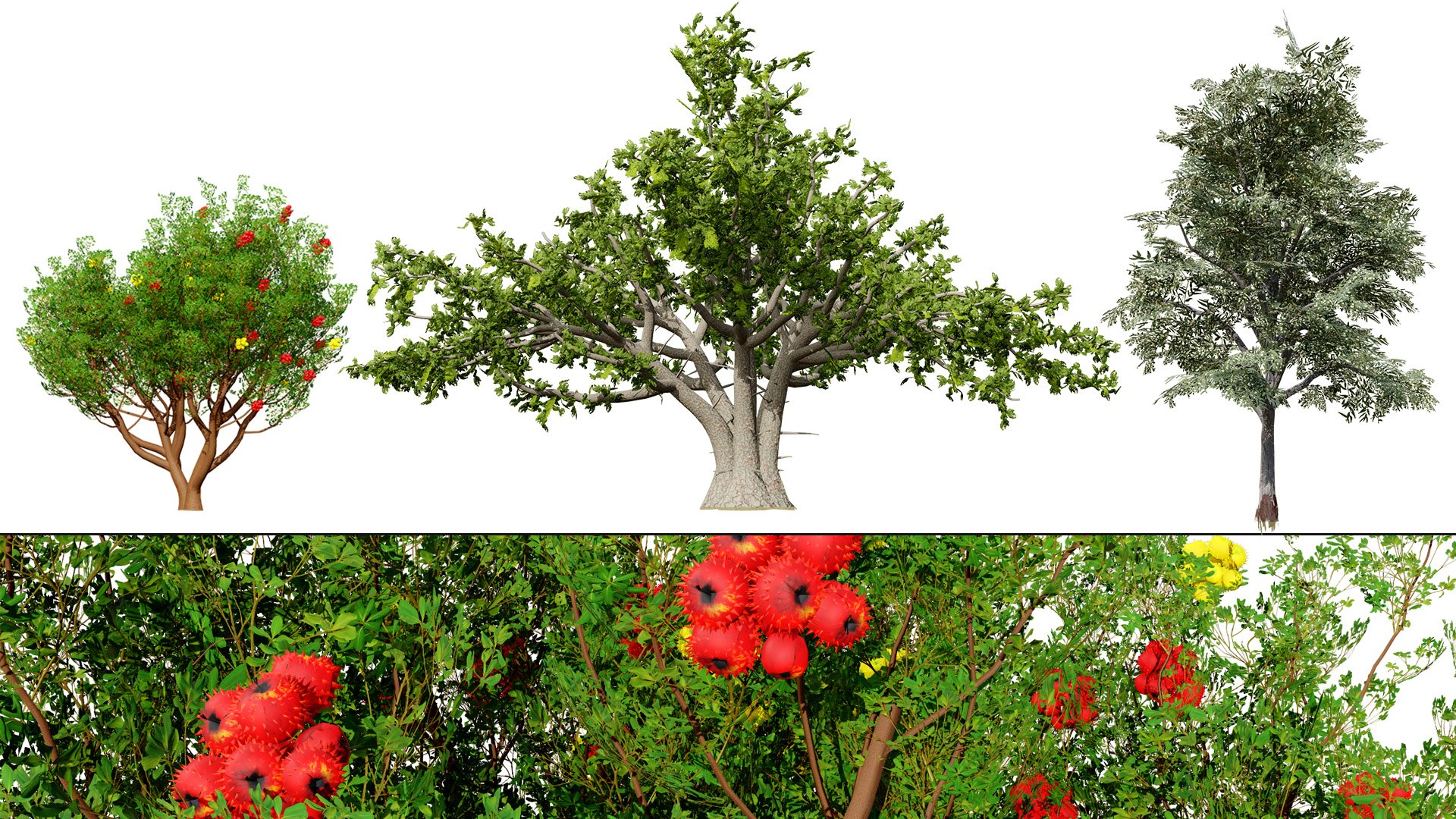 Mediterranean Flora 3D Assets model https://p.turbosquid.com/ts-thumb/78/5492rj/Rk/00artcoverarbutus02/jpg/1761405525/1920x1080/fit_q87/469d313974c123322dd0ccbc4b5a1c116b6c4777/00artcoverarbutus02.jpg