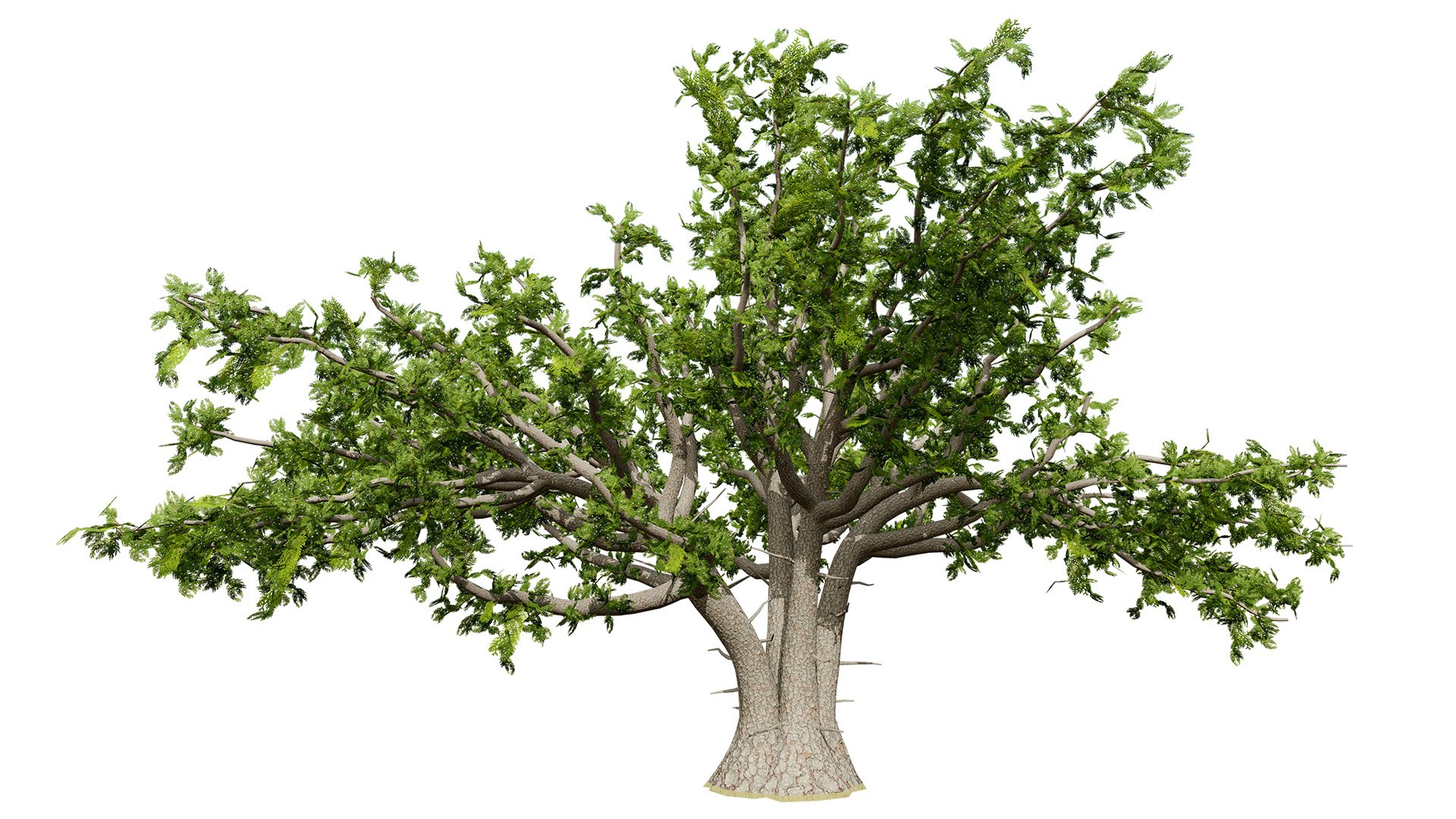 Mediterranean Flora 3D Assets model https://p.turbosquid.com/ts-thumb/78/5492rj/bP/thebarbarythujaz56l/jpg/1761405528/1920x1080/fit_q87/637fd49589110645f8ddd613e64c19ab16e5dc16/thebarbarythujaz56l.jpg
