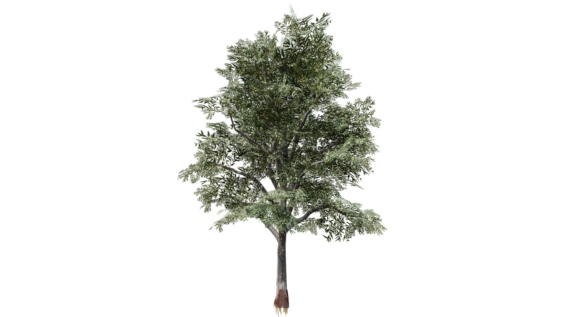 Mediterranean Flora 3D Assets model https://p.turbosquid.com/ts-thumb/78/5492rj/ce/theeucalyptustreez5641l/jpg/1761405528/1920x1080/fit_q87/5254c227c34704341ceddaf7cd37011c7c305cbd/theeucalyptustreez5641l.jpg