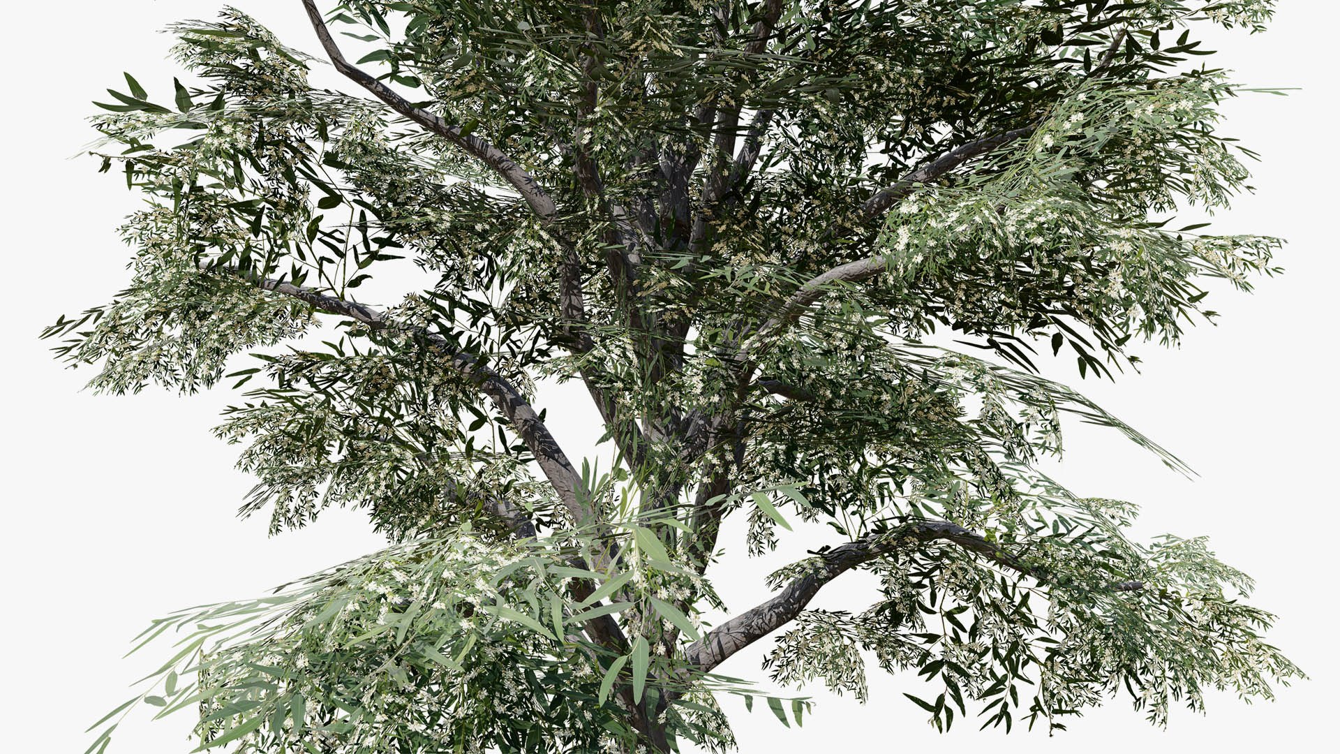 Mediterranean Flora 3D Assets model https://p.turbosquid.com/ts-thumb/78/5492rj/ys/theeucalyptustreez8964l/jpg/1761405534/1920x1080/fit_q87/1861cab50980276079c6091de943c302324a76f8/theeucalyptustreez8964l.jpg