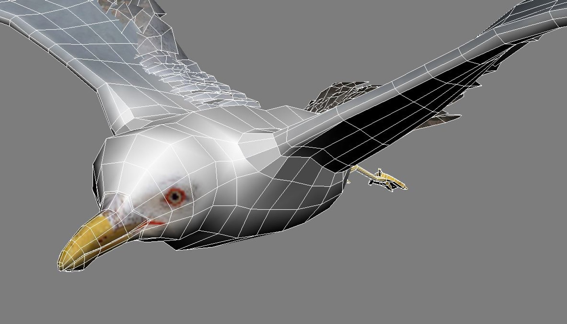 Seagull Animation 3d Model