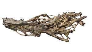 branch rotten wood  27