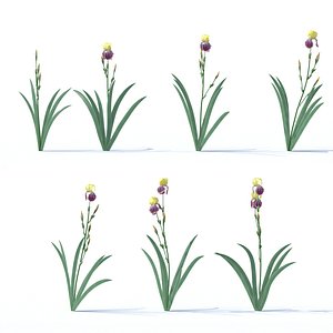iris plant flower model