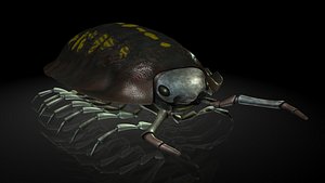 3D porceeio laevis insects