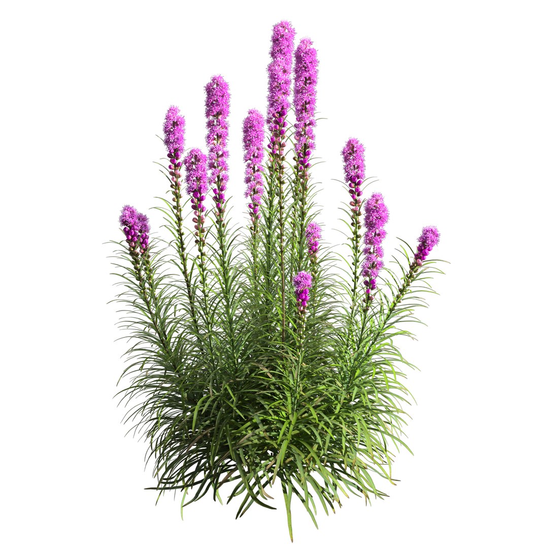 3D Liatris Spicata Model - TurboSquid 1901279