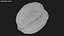 Walnut Shell