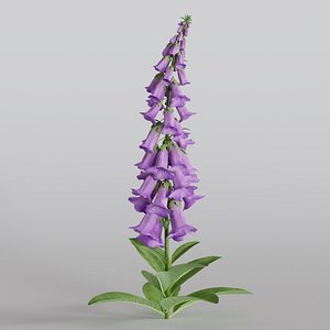 Foxglove 3D model