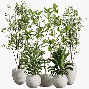 AV Indoor Plants Set 251 Olive Eucalyptus Japandi Ficus Banana Strelitzia Peace Lily
