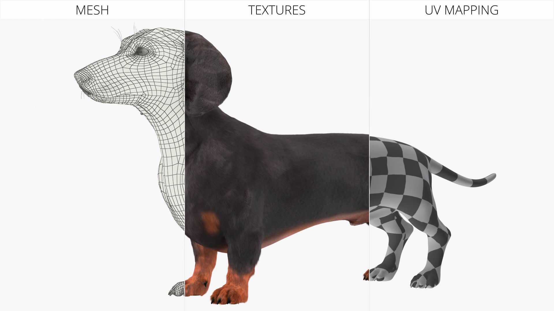 3D Standard Dachshund Breed Dog Alert Black Fur Rigged model https://p.turbosquid.com/ts-thumb/78/q4UA9p/8e/standard_dachshund_breed_dog_alert_black_fur_rigged_009/jpg/1755825557/1920x1080/fit_q87/0dc04f7e0a3dbd3f5db67bf506b736c9b6ee2507/standard_dachshund_breed_dog_alert_black_fur_rigged_009.jpg