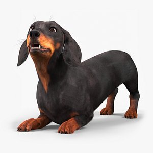 Standard Dachshund Breed Dog Alert Black Fur Rigged