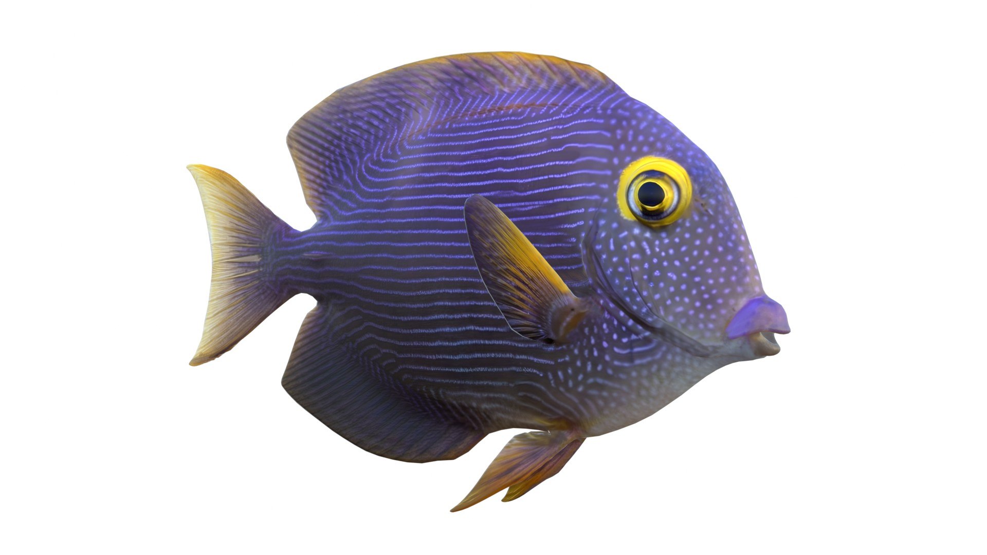 Kole Tang Fish 3D model https://p.turbosquid.com/ts-thumb/78/vFEh0O/Qy/4/jpg/1774787825/1920x1080/fit_q87/99e78e719ef65598fdfd78d61b5373bdfbcfceaf/4.jpg