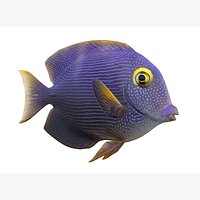 Kole Tang Fish