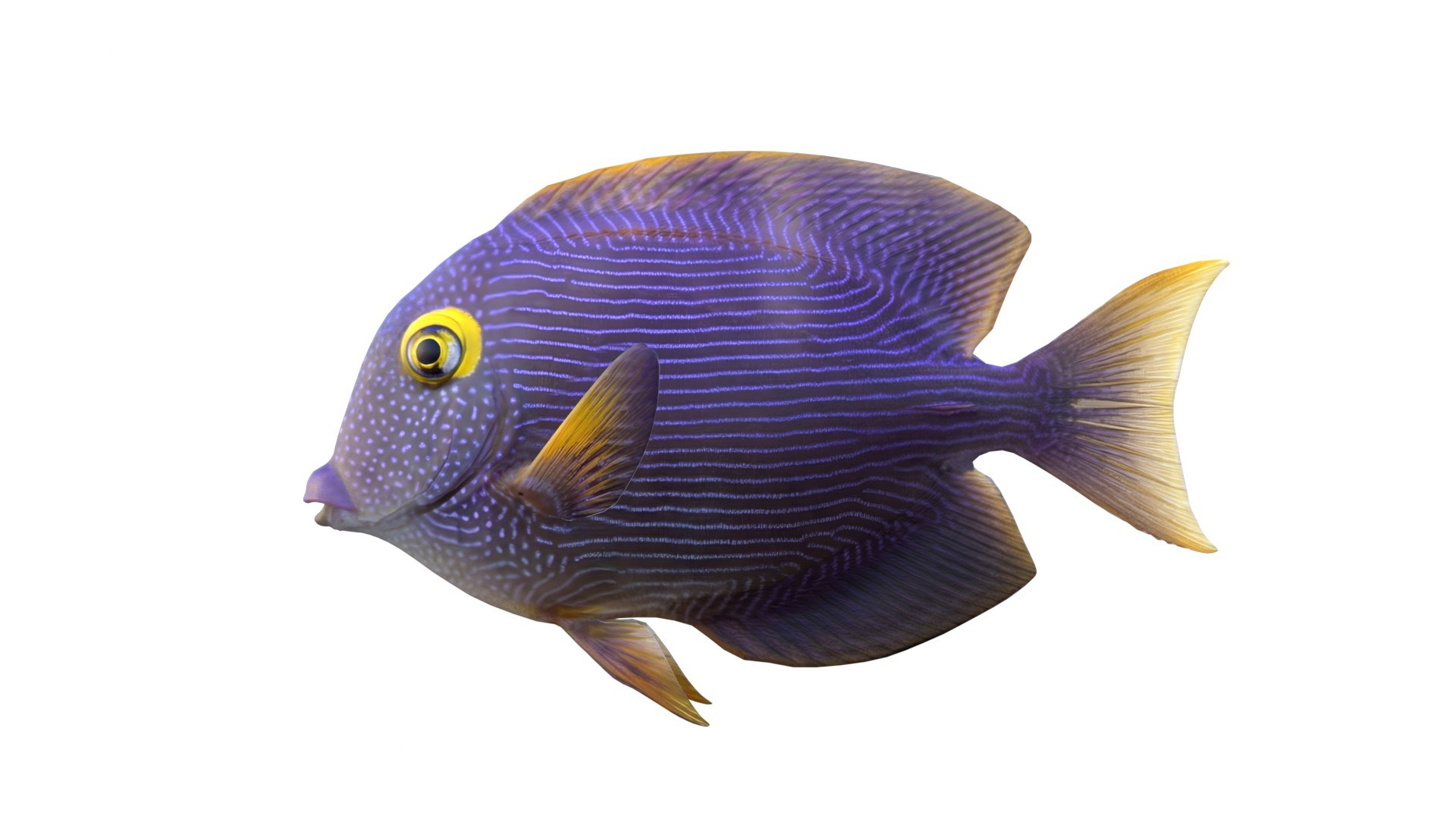 Kole Tang Fish 3D model https://p.turbosquid.com/ts-thumb/78/vFEh0O/qX/2/jpg/1774787823/1920x1080/fit_q87/72b1cf3c22f63b473692225530b43bcee41e213c/2.jpg