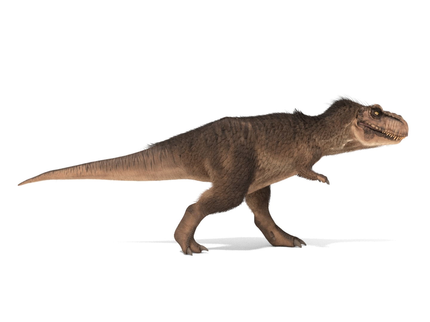 tyrannosaurus rex fur rigged model https://p.turbosquid.com/ts-thumb/79/3gFYam/HQAvAhzY/img/jpg/1591798564/1920x1080/turn_fit_q99/4a891aa25488c67194c4bfdb3479a6301faca854/img-1.jpg