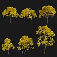 Handroanthus albus - Golden trumpet tree Low-poly 3D model