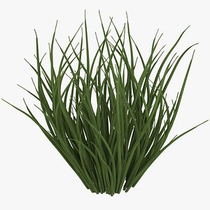 Underwater Grass