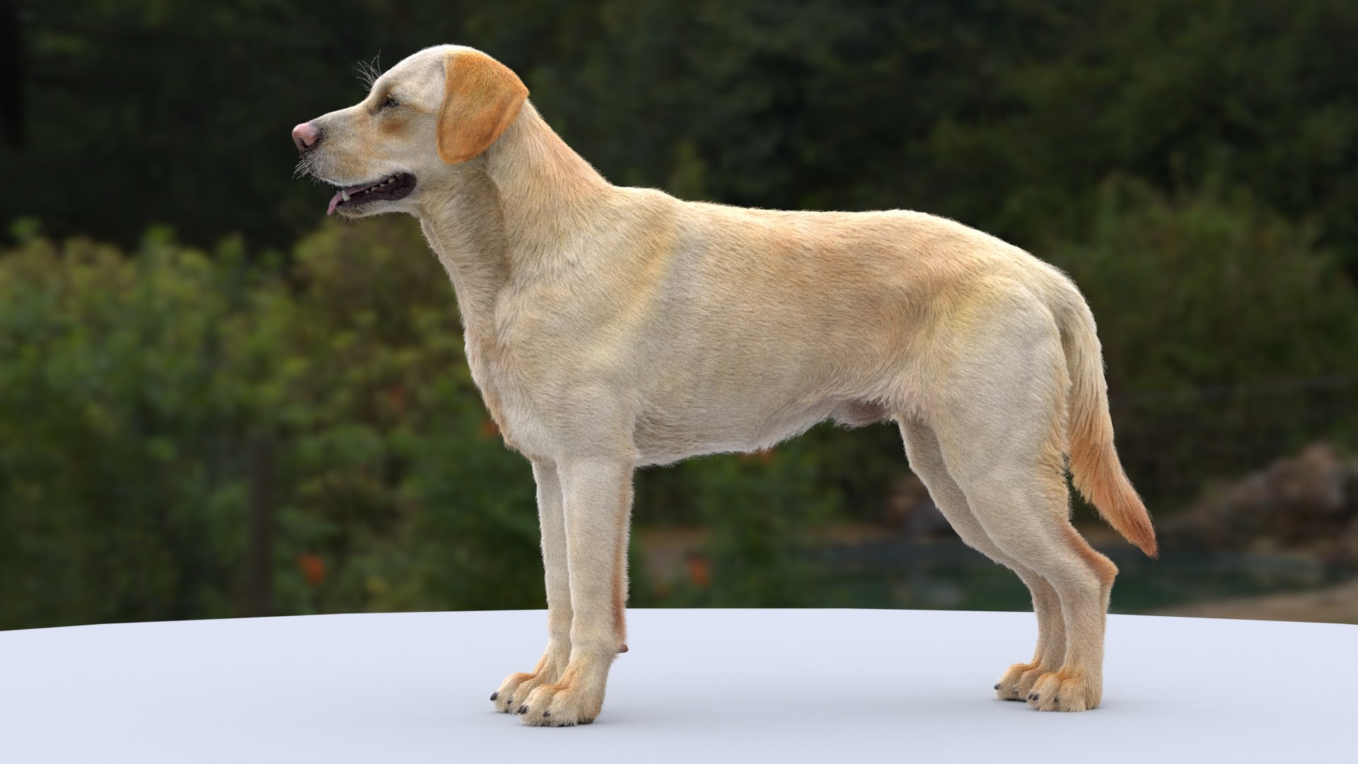 Labrador Retriever RIGGED 3D - TurboSquid 2257108