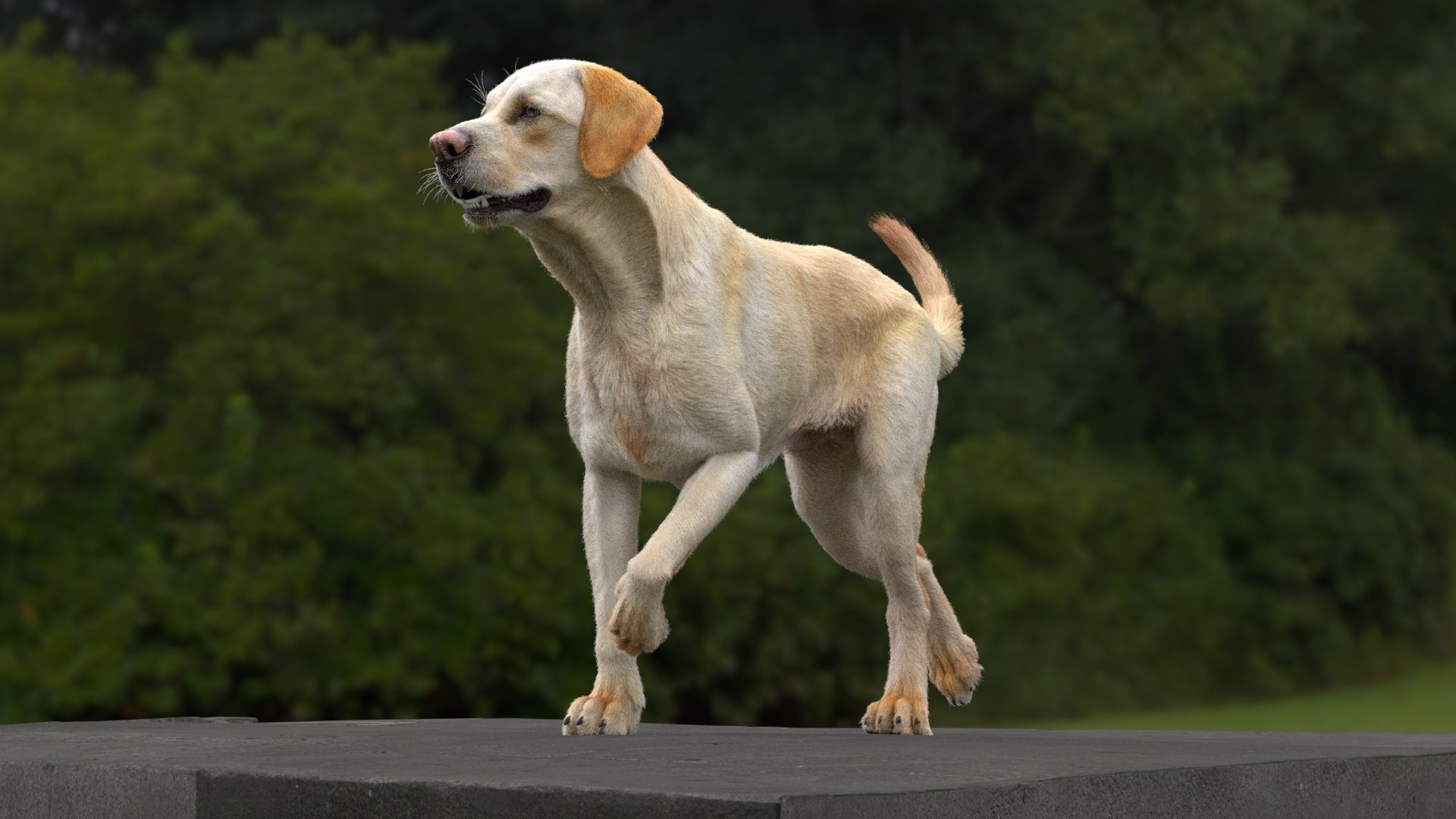 Labrador Retriever RIGGED 3D - TurboSquid 2257108